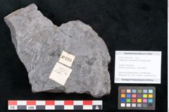 Foto (Objekt + Etikett) von Flabellaria sublongirhachis Ettingshausen (NHMW-GEO-2024-0188-10233)